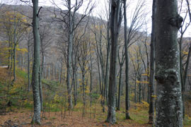 A view of the woods surrounding the Glozhene Monastery in Bulgaria.