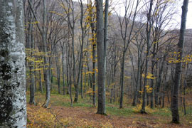 The woods surrounding the Glozhene Monastery in Bulgaria.