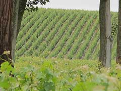 Château Lagrange, Bordeaux wines, vinyards