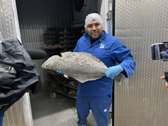 A huge Flounder ( Halibut)