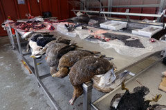 Market for Greenlandic Traditional Cuisine