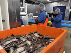 Le secteur de la pêche au Groenland : Flétan (sole)