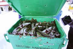 Greenland : The fish are a variety of codfish