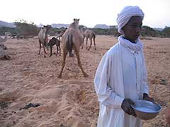 エネディには2つの半遊牧民が、雨季には定住し、乾季にはこの地域を通過しています。この写真：絞りたて駱駝の乳。