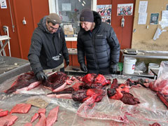 グリーンランダーの伝統料理の為の市場：アザラシ肉