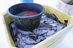 グリーンランド